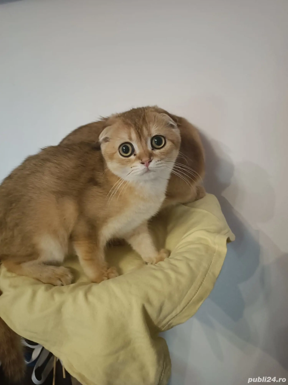Scottish Fold Golden 