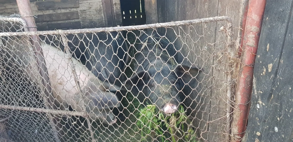 Porci de la 170kg-190kg