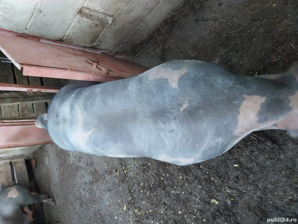 vand porci pietrean belgian 