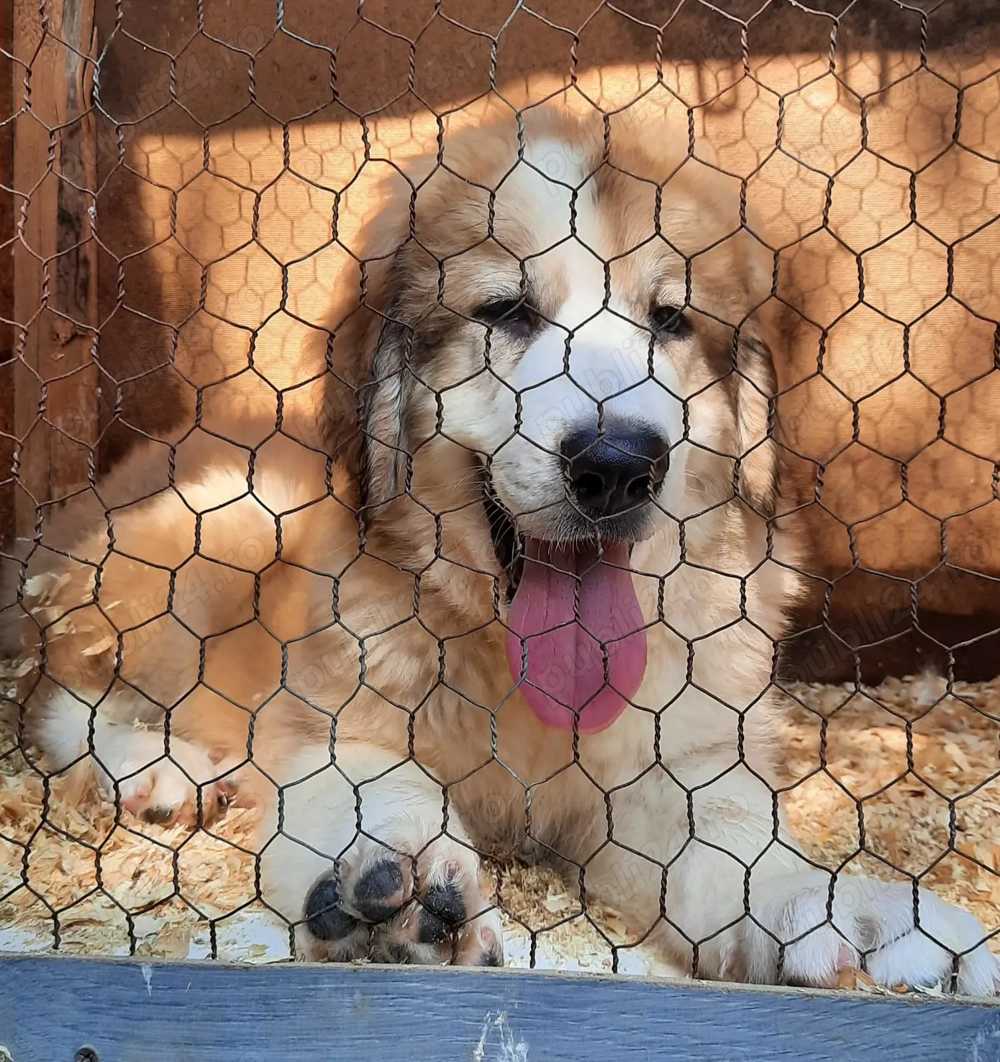 Pui ciobanesc carpatin