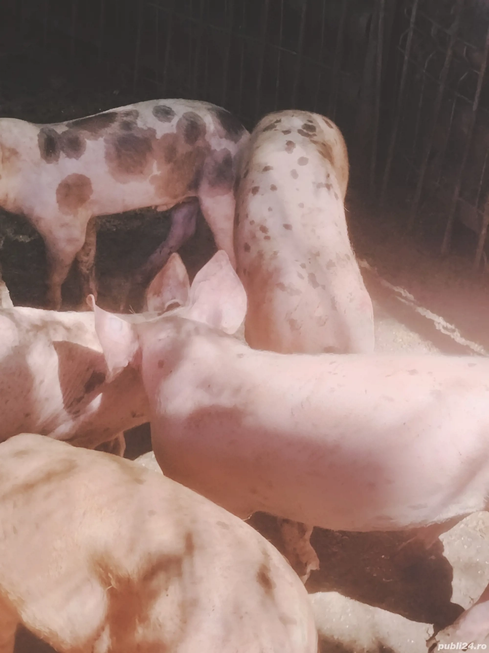 de vânzare  de vânzare