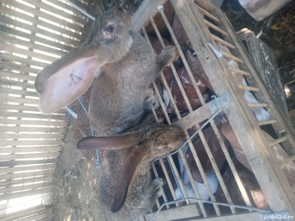 iepuri uriaș german  iepuri uriaș german