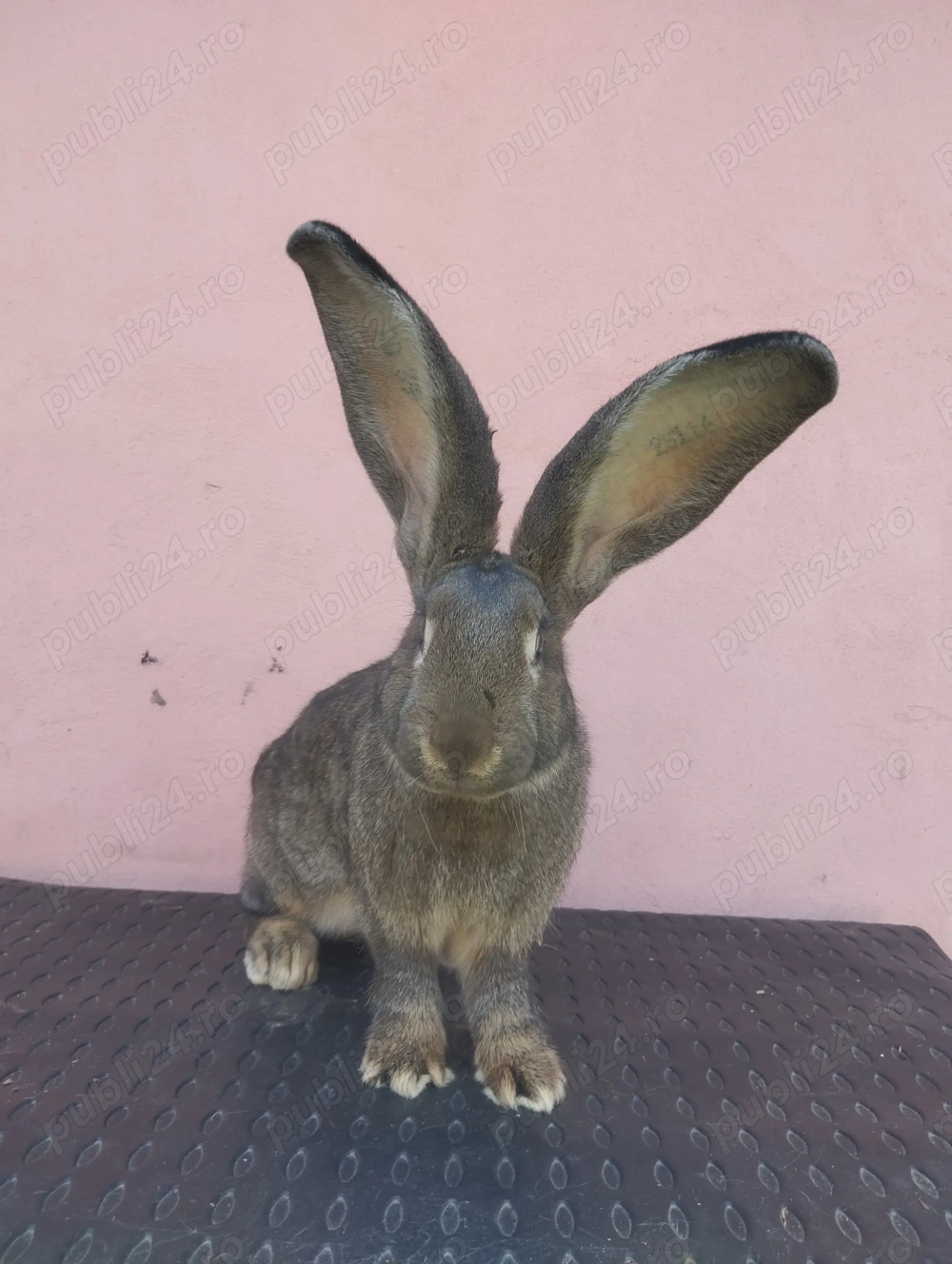 Iepuri Uriaș German Gri  Iepuri Uriaș German Gri