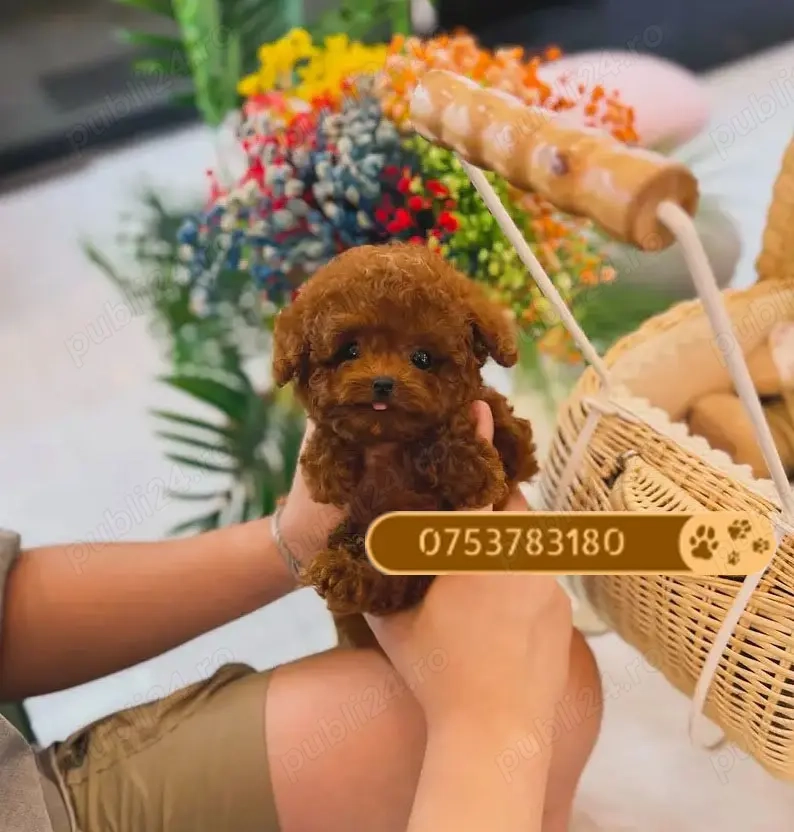 Catei Pudel Toy - Caniche - Poodle Toy roscat red de vanzare in Bucuresti! genetic pur! Livrare