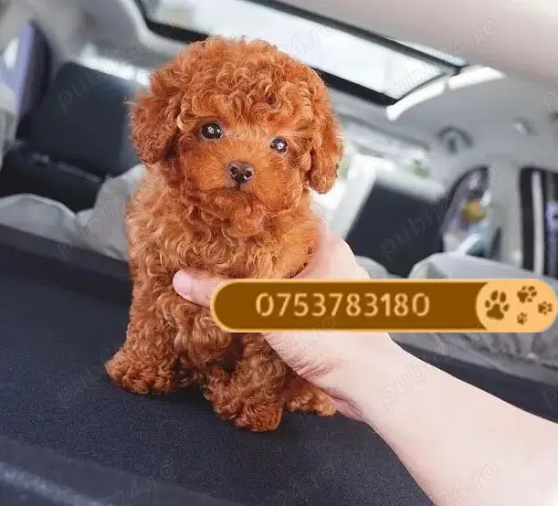 Catei Pudel Toy - Caniche Toy, roscat, maro, negru, apricot de vanzare in Brasov! Livrare!