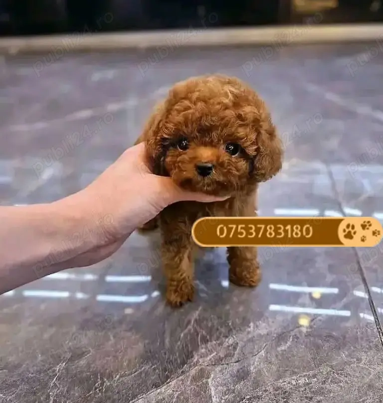 Vand catelusi Pudel Toy   Caniche Toy de vanzare in Targu Mures, roscat, apricot! Livrare in tara!