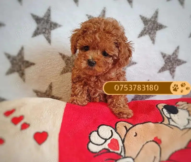 Catei Pudel Toy roscat - Caniche Pitic - Poodle Toy de vanzare in Sibiu, genetic pur, Livrare!