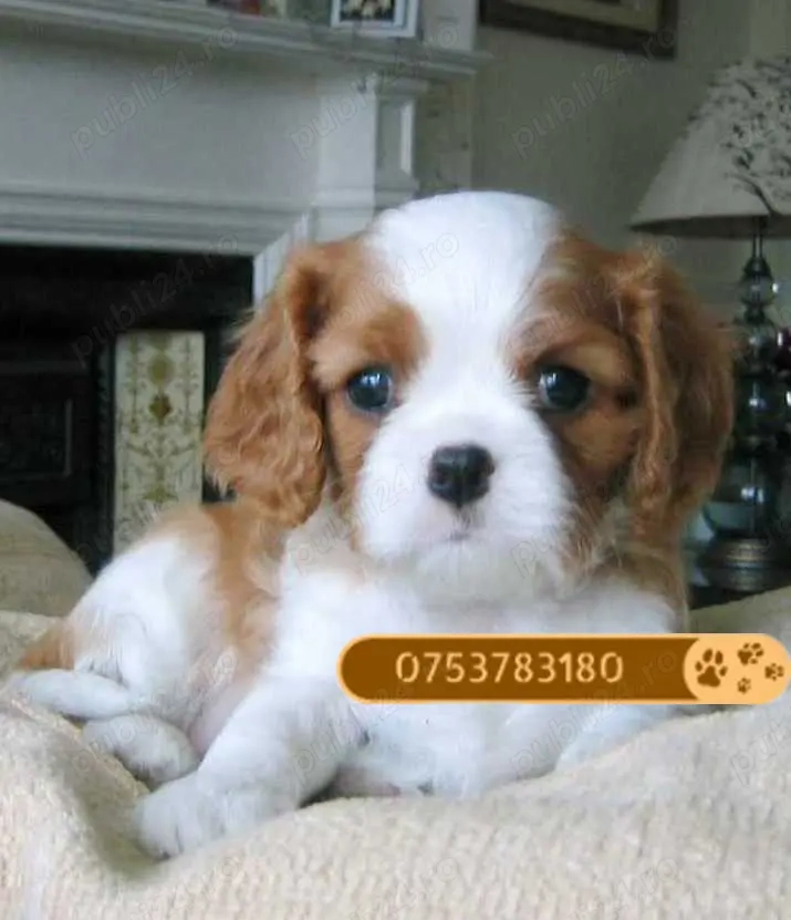 Catei King Charles Cavalier, bicolor, tricolor de vanzare in Timisoara, genetic pur, livrare in tara