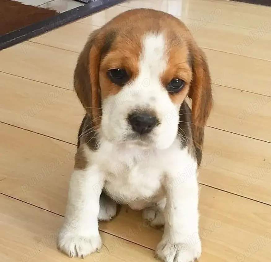 Beagle, 2 luni, vaccin, deparazitare, carnet de sănătate 