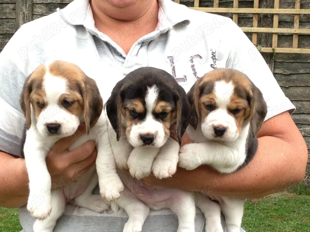 Pui rasa Beagle, genetica deosebita, mascul si femela