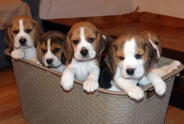 Pui rasa Beagle - tricolori, 2 luni, părinți arbitrați 