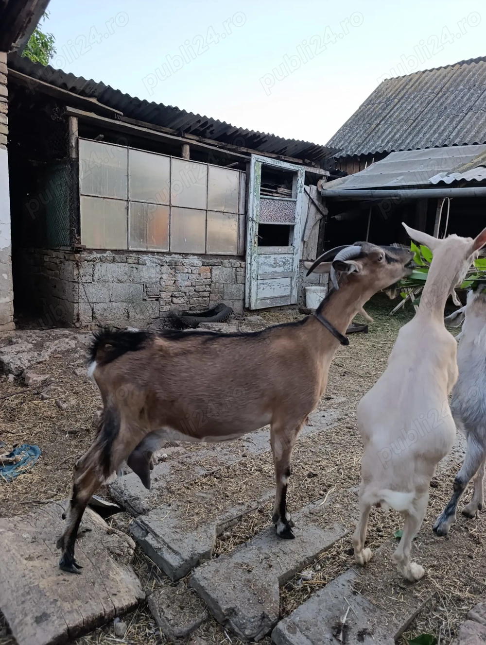Capră de vânzare Capră de vânzare