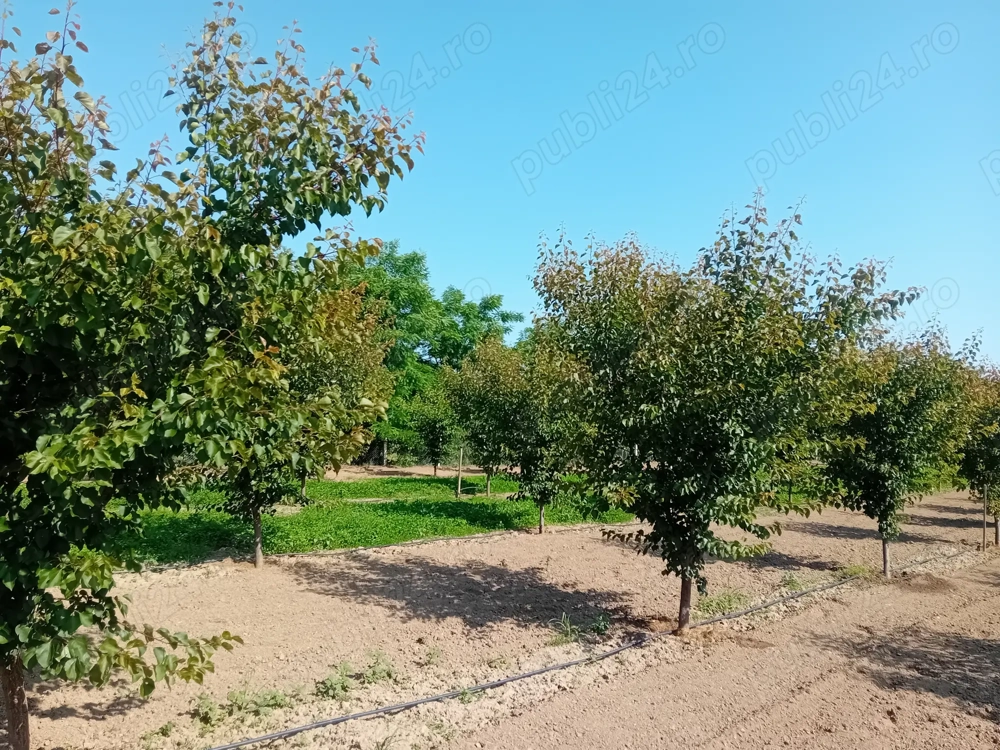 Proprietar vând sau schimb livadă mixtă 