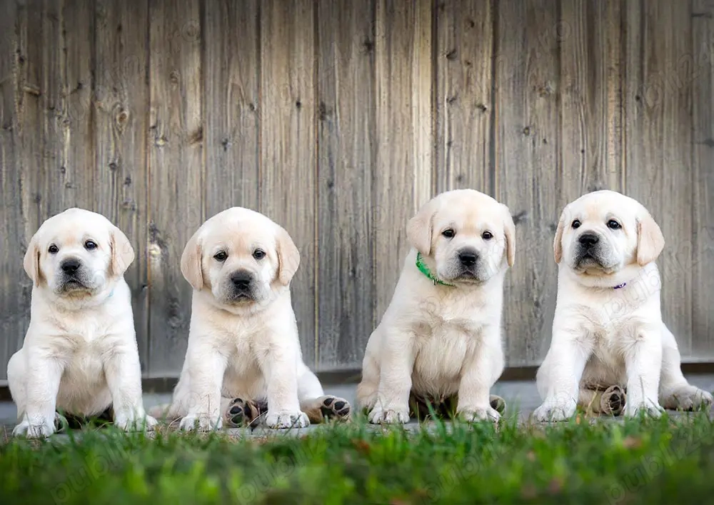 Labrador Retriever - 2 luni - transport autorizat la nivel național 