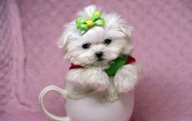 Bichon Maltez talie Mini Toy, genetică deosebita, 2 luni, vaccin, deparazitare 