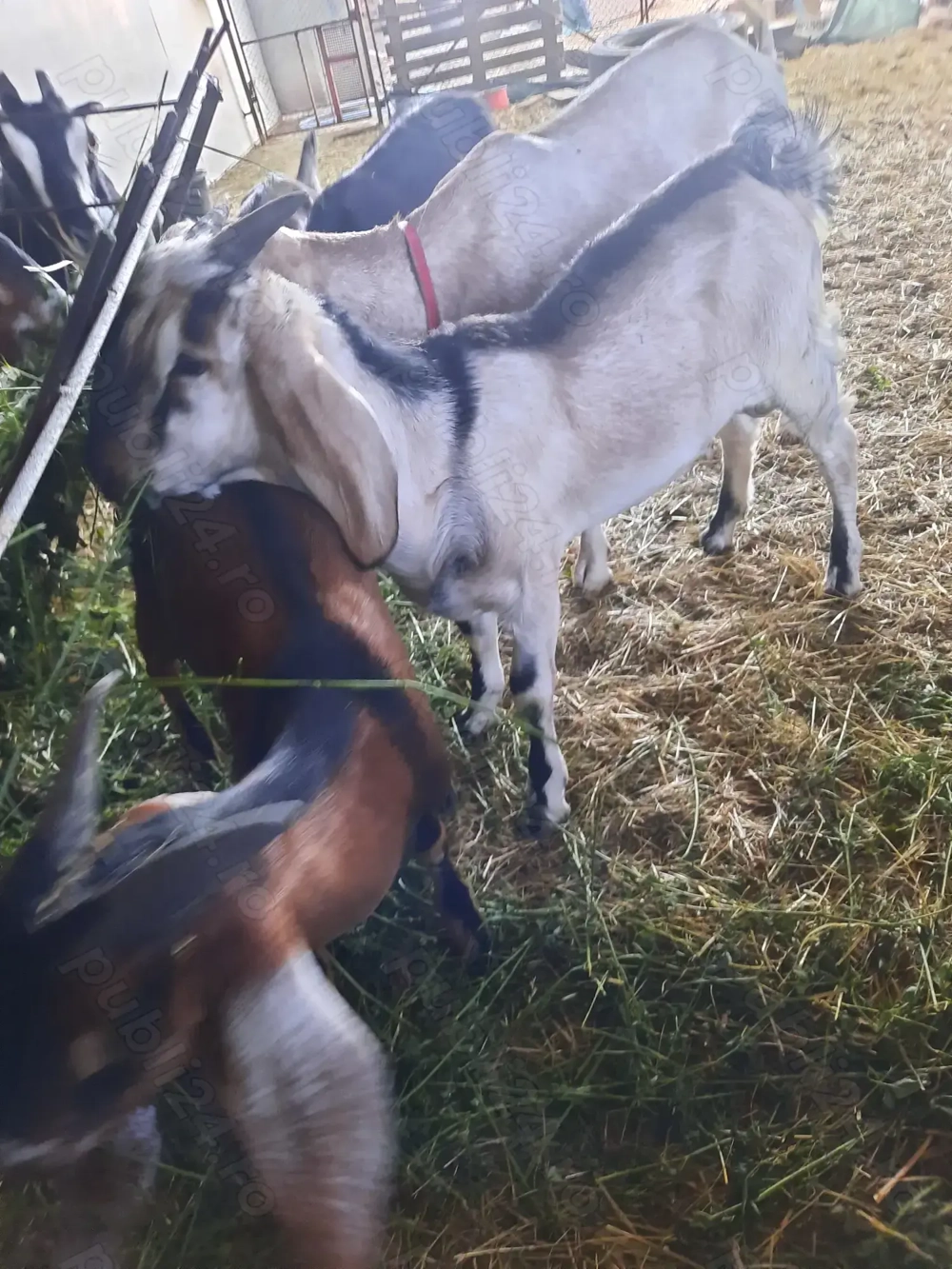 Urgent 2 tapi Anglo Nubian 2025