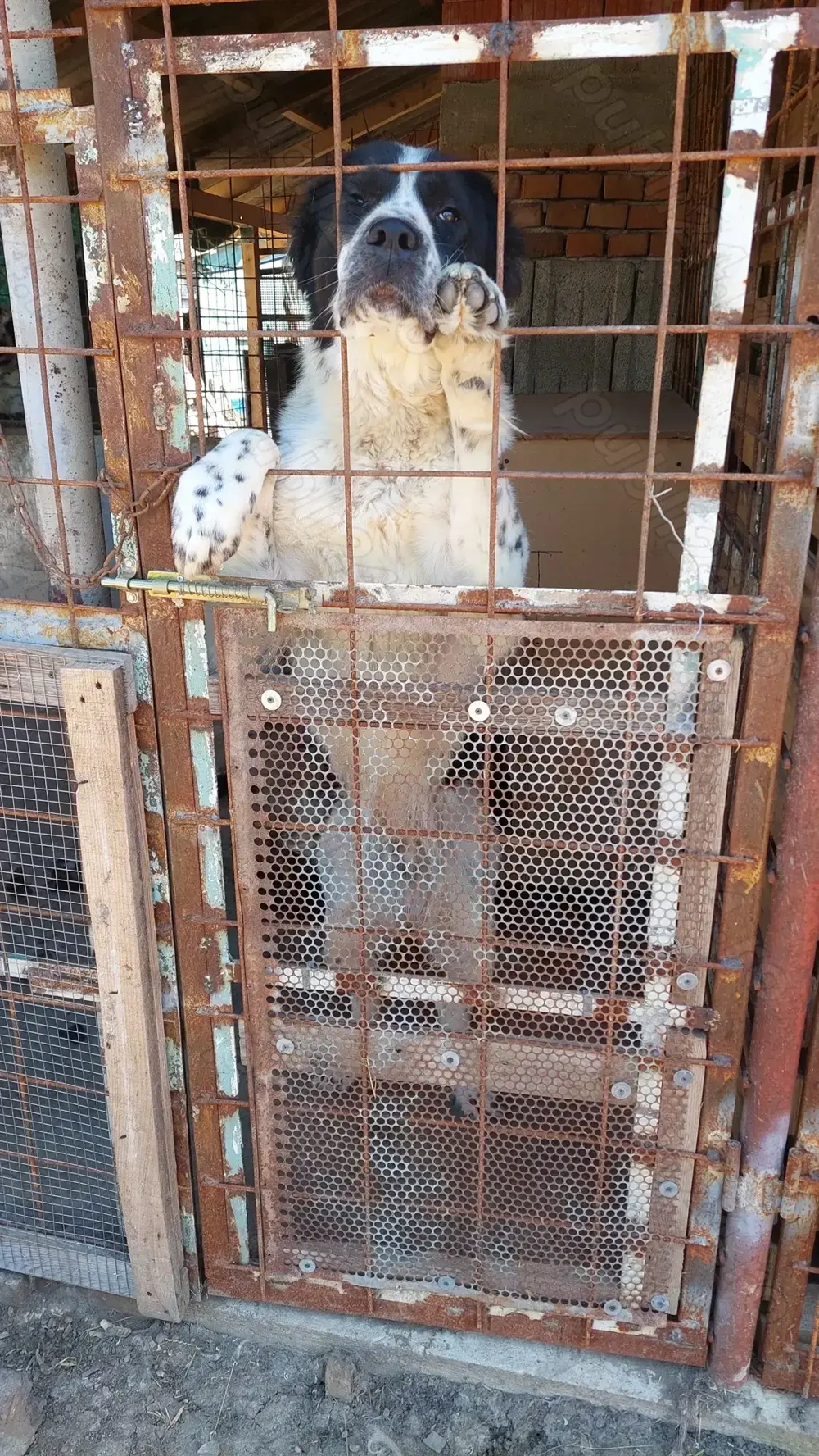 Pereche adult Ciobanesc de asia centrala 