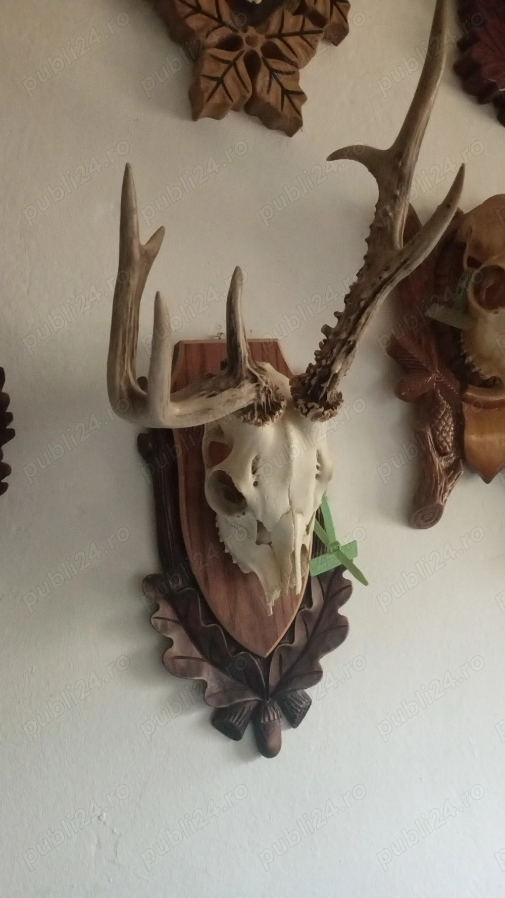 Trofeu căprior, anomalii interesante