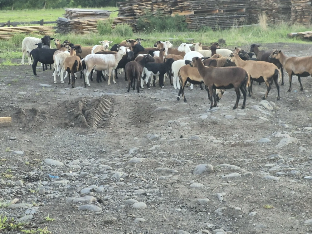 Oi camerun si oi metis camerun x dorper