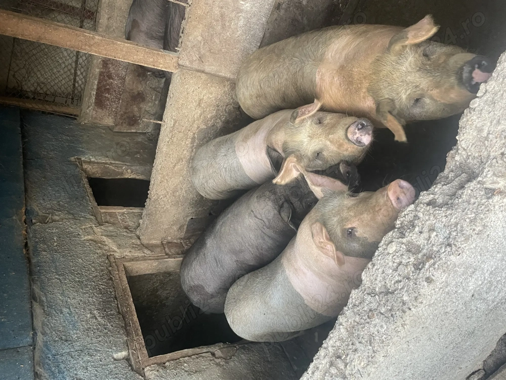 Vând porci pentru taiat