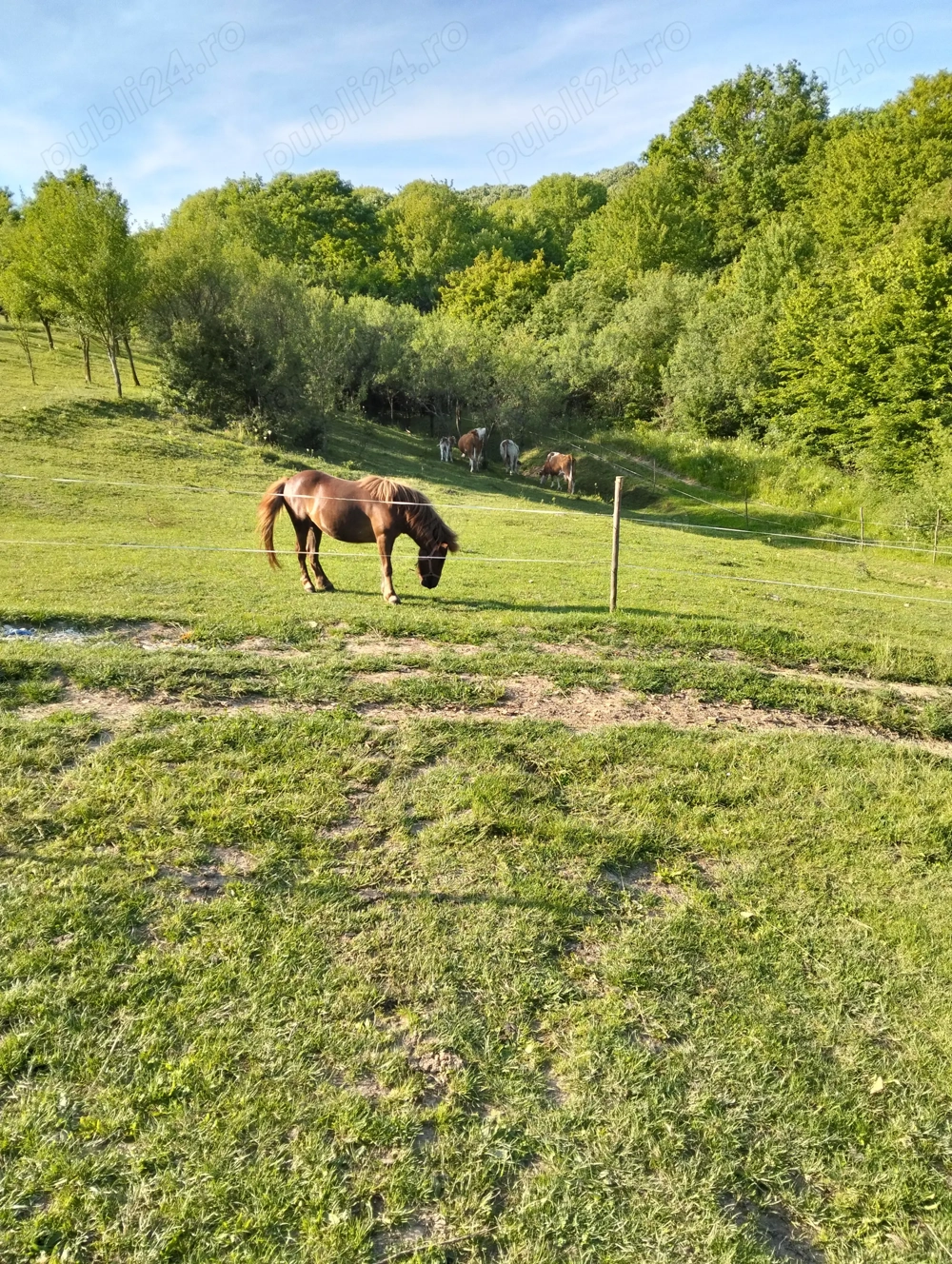 Vând mânză ponei cu căruța și ham Vând mânză ponei cu căruța și ham