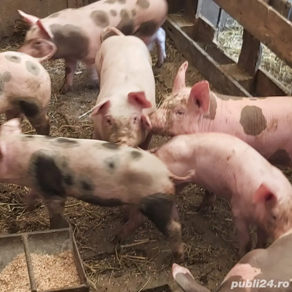 purcei de rasa frumosi purcei de rasa frumosi