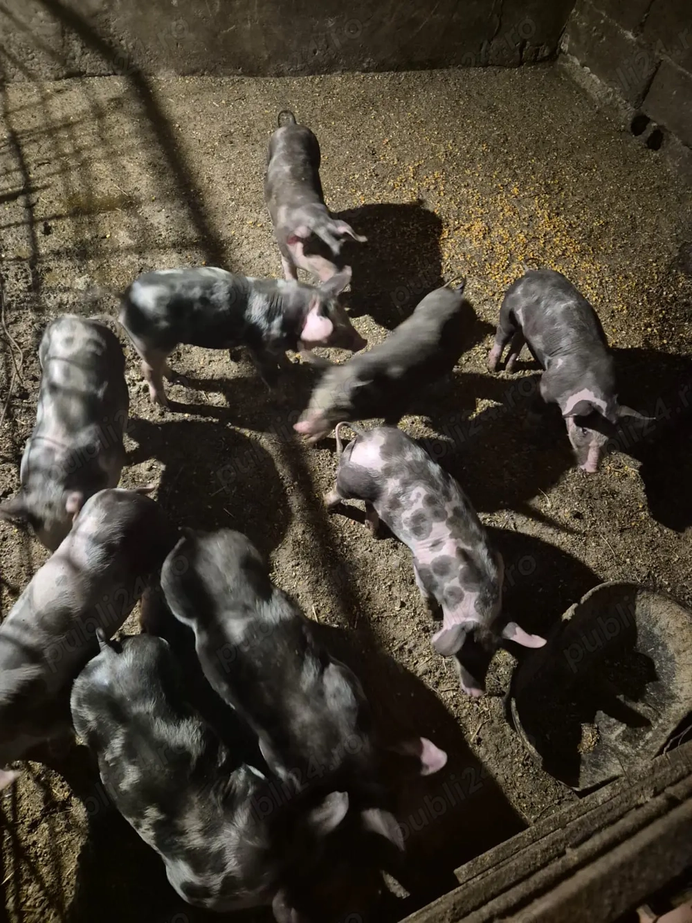 Purcei pietrain   Purcei pietrain