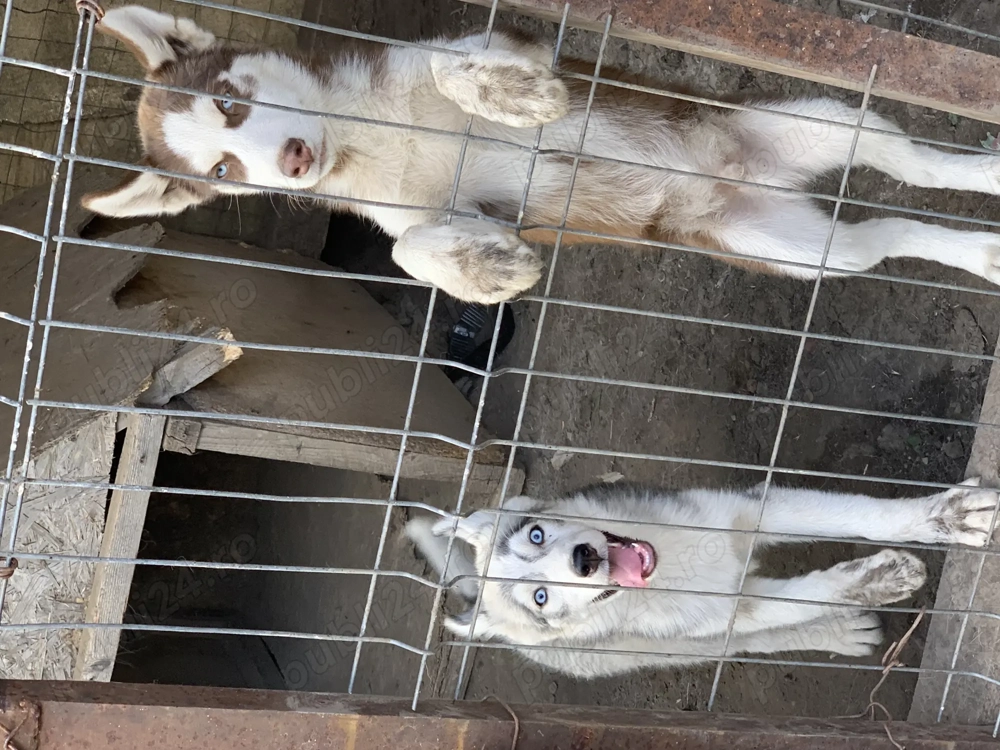 Vând pui husky femelă și mascul 