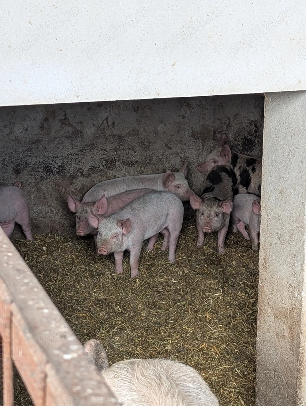 Purcei 12 Săptămâni +20 kg