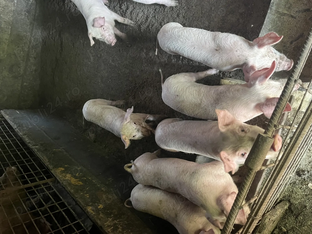 Purcei de vânzare Purcei de vânzare