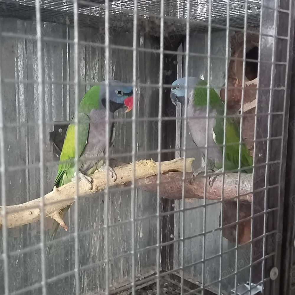 Vand papagali Kina Vand papagali Kina