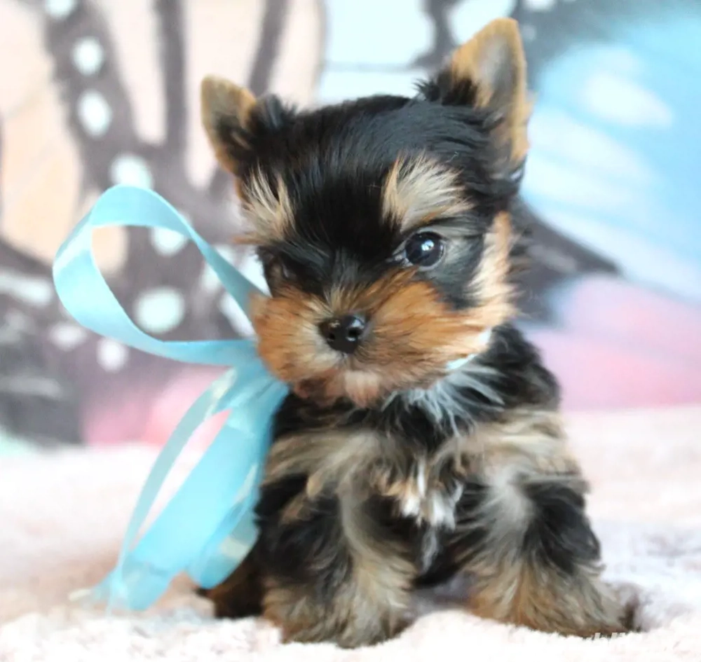yorkshire terrier rasa pura yorkshire terrier rasa pura