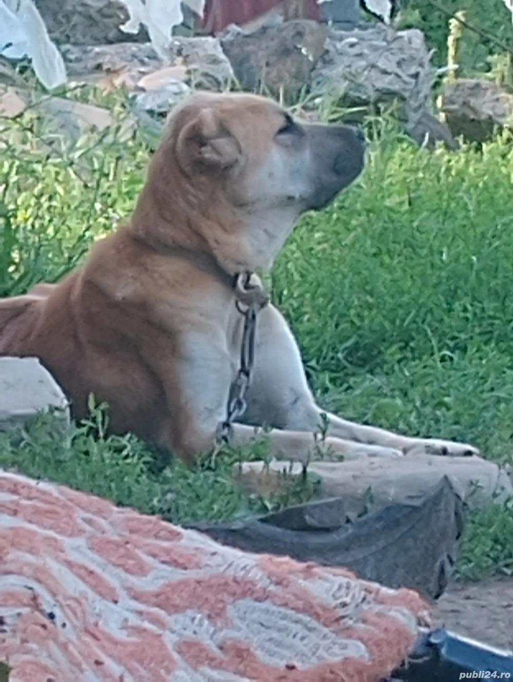 femela de kangal femela de kangal