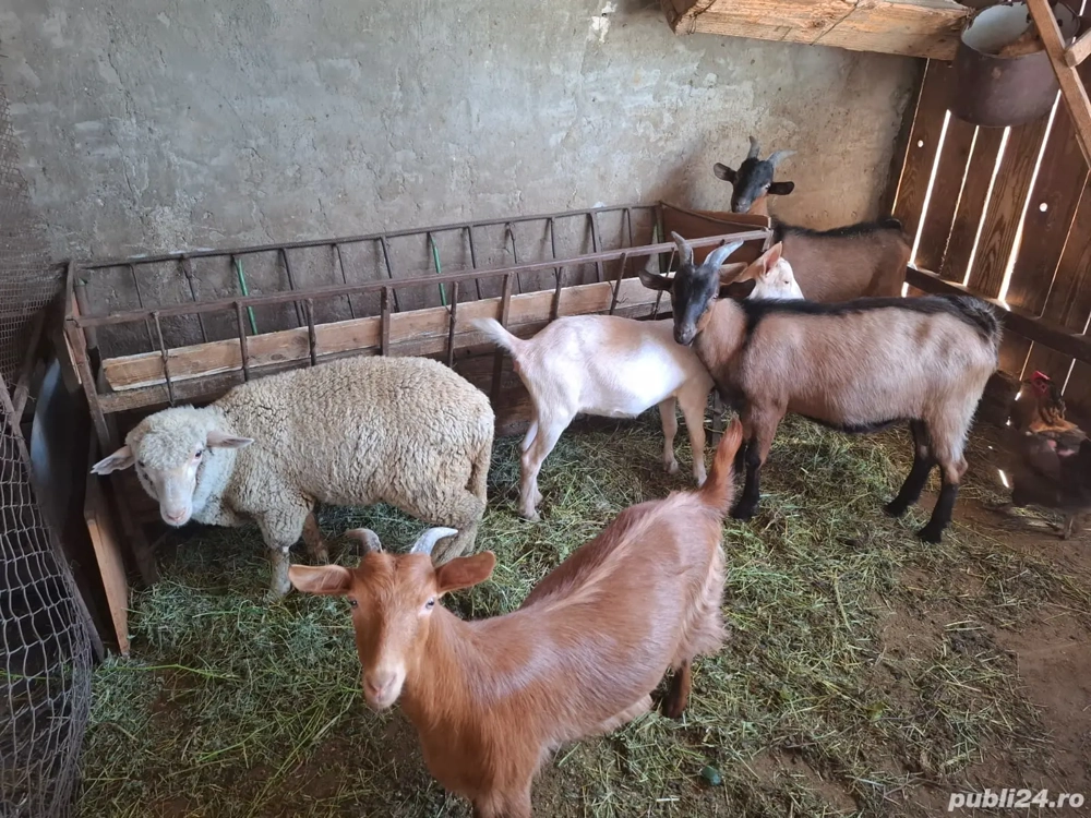 Vând Berbecuti, Iezi, Oi comuna Pechea