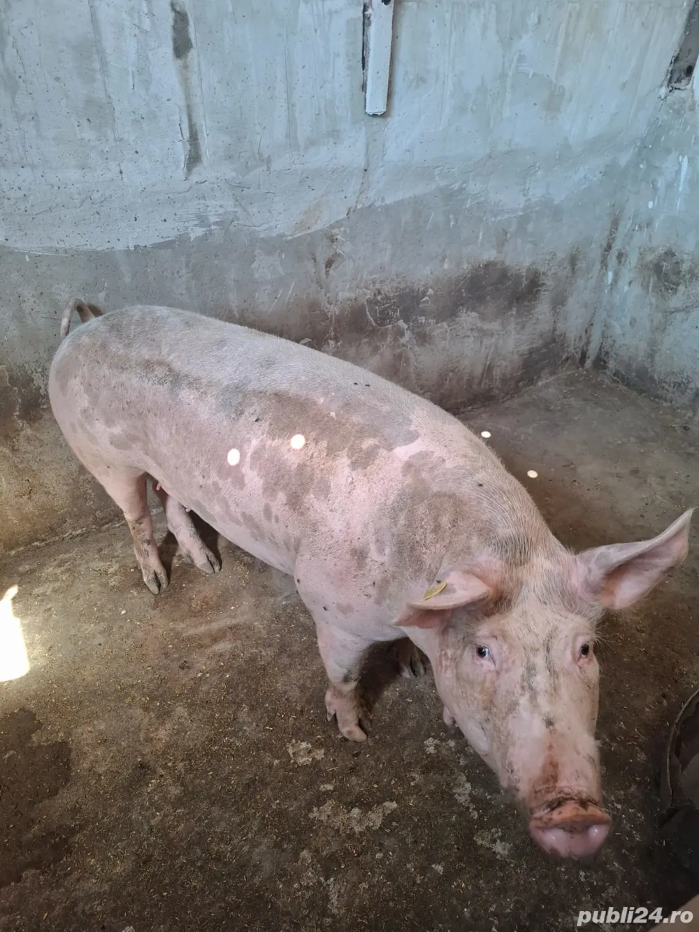 Vând porci, purcei Comuna Pechea  Vând porci, purcei Comuna Pechea