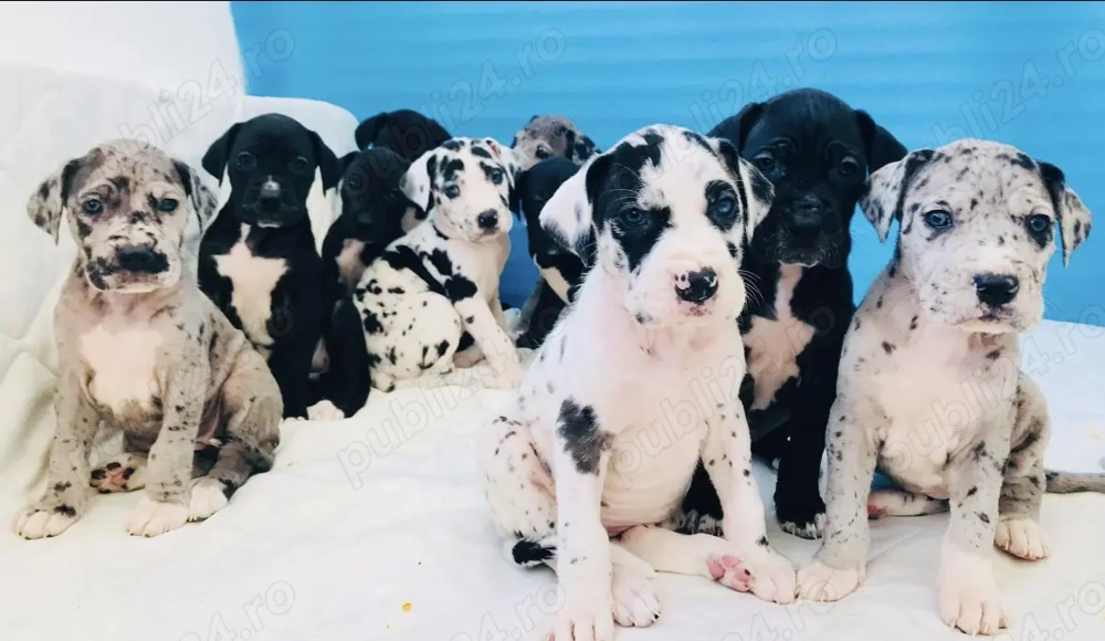 Dog German Marele Danez 