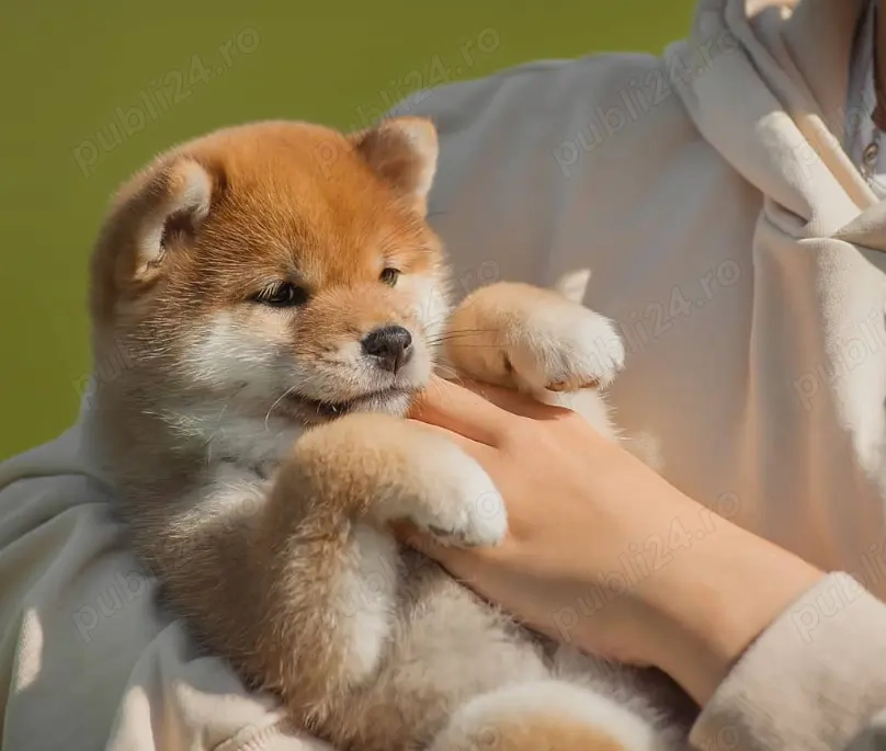 Pui din Rasa Shiba Inu pregătiți pentru familii iubitoare!