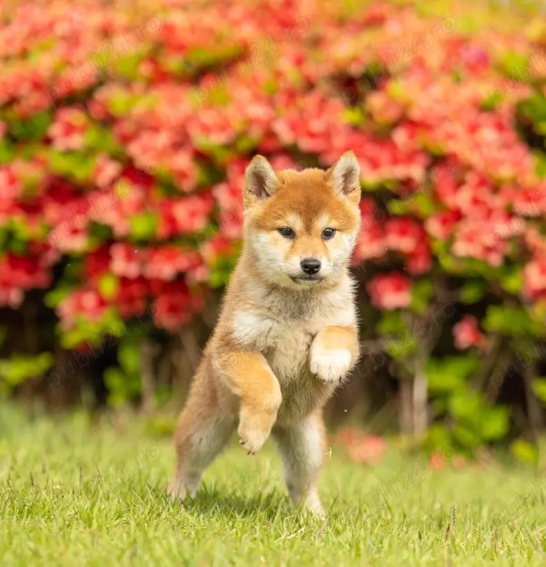 Pui rasă Shiba Inu - Eleganta Japoneza, Temperament Echilibrat 