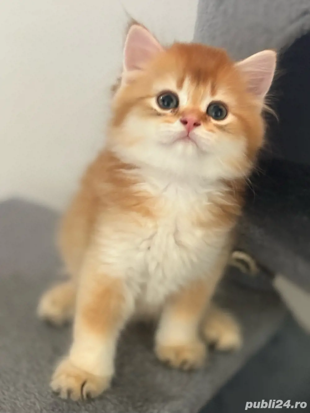 British longhair Mascul 