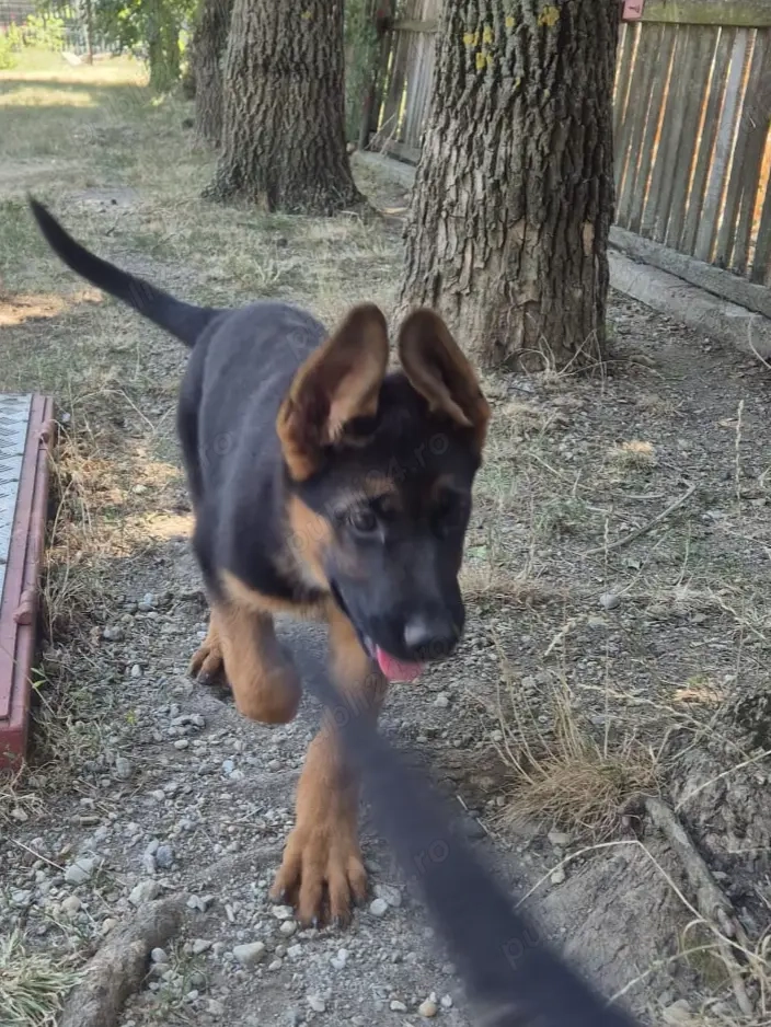 Catei ciobanesc german, 4 luni Catei ciobanesc german, 4 luni