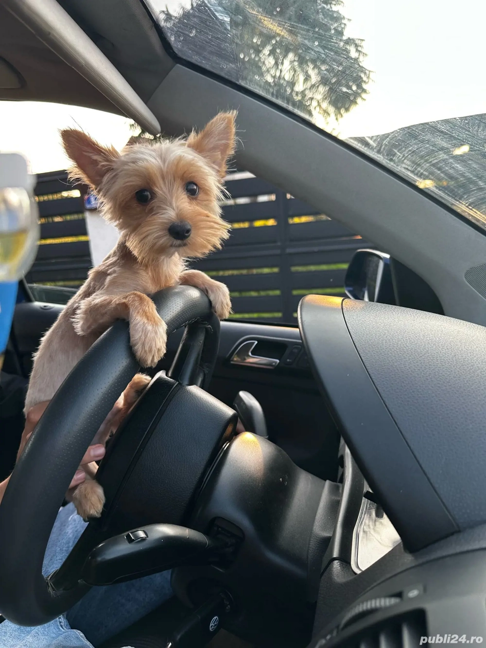 catel yorkshire terierr catel yorkshire terierr