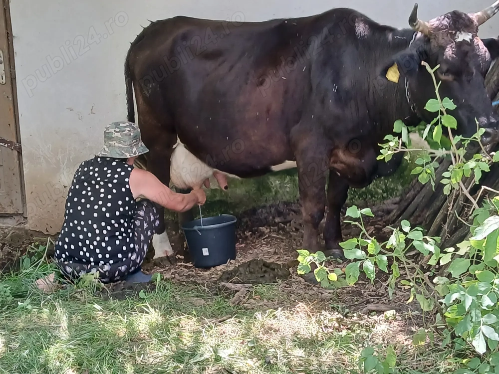Vand vaca cu vitel