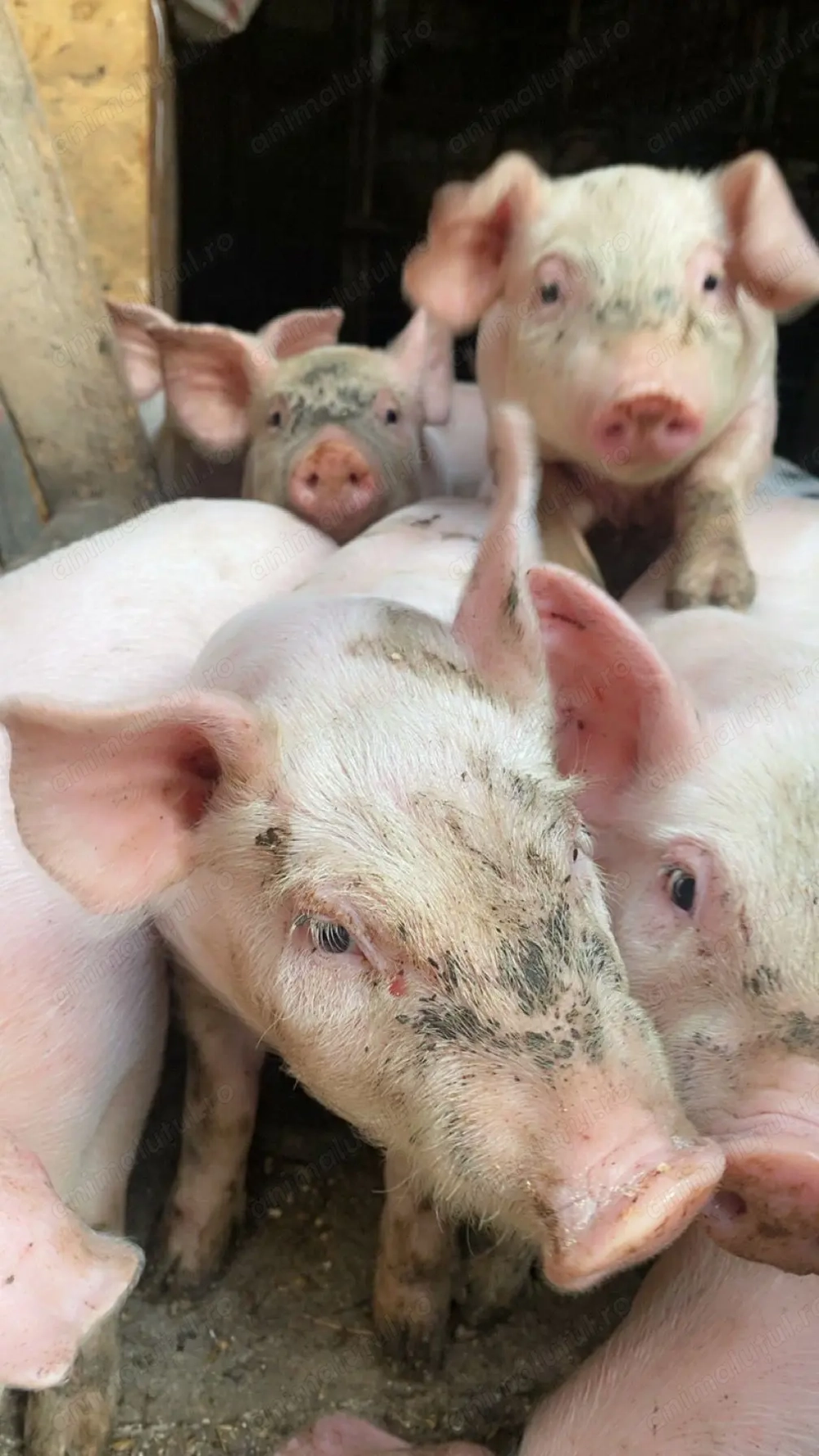 Purcei 5-6 saptamani,10kg-15kg