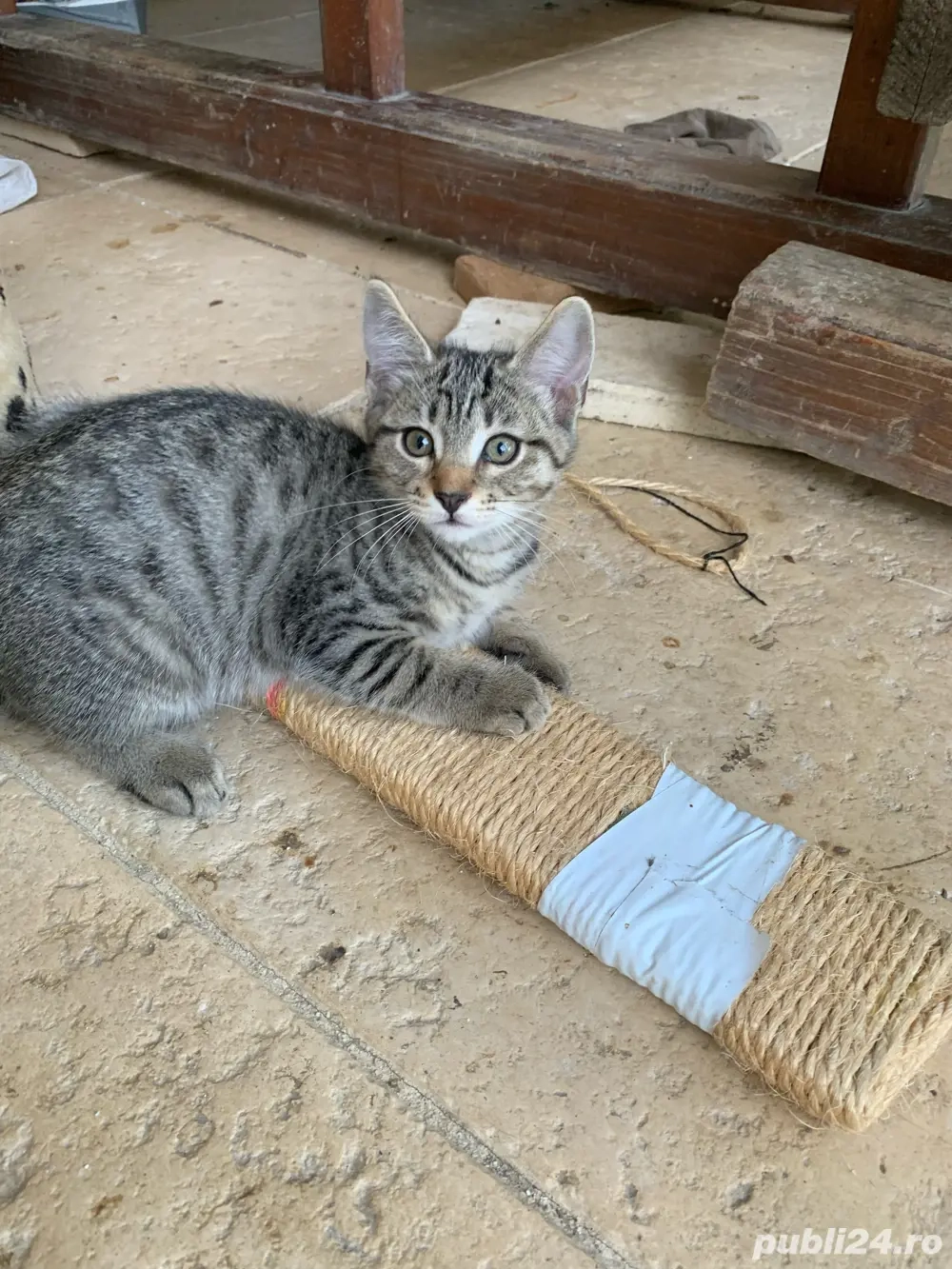 Ofer spre adoptie 4 pisoiasi nazdravani gata sa inceapa aventura vietii alaturi de cineva .