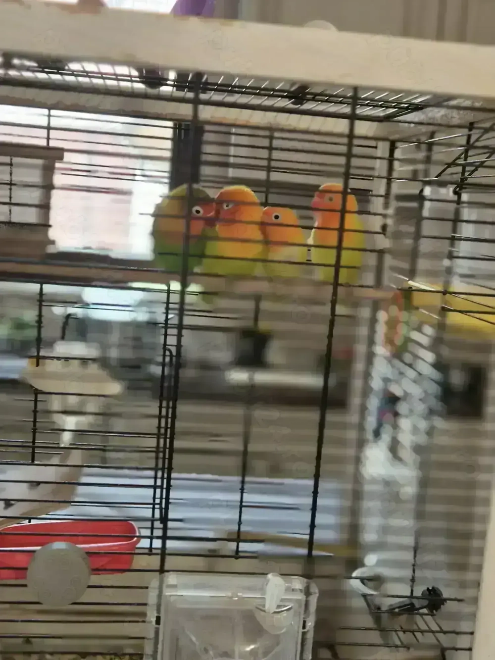 Colorează ți viața cu cei mai frumoși pui de papagal 