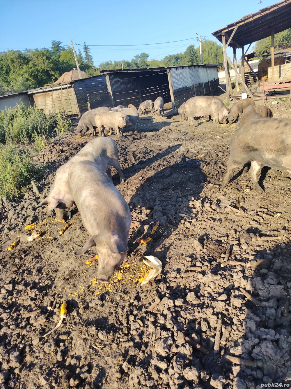 Vând porci crescuți în libertate Vând porci crescuți în libertate