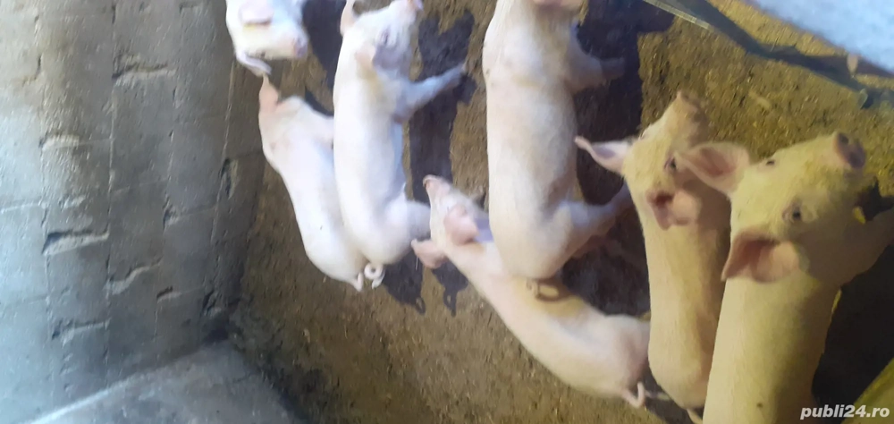 disponibili  sunt 6 băieți  disponibili  sunt 6 băieți