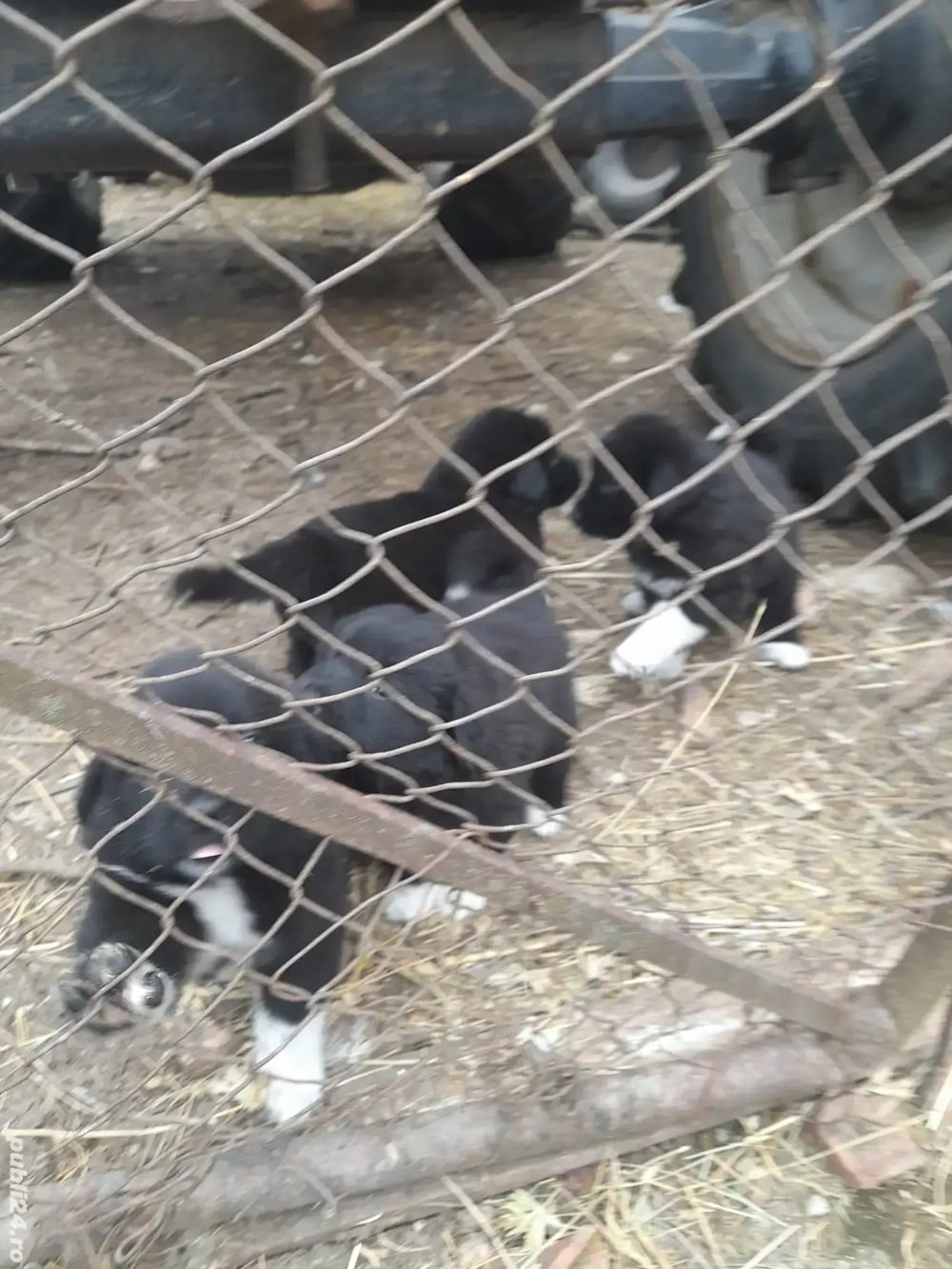 pui de corb de vânzare pui de corb de vânzare