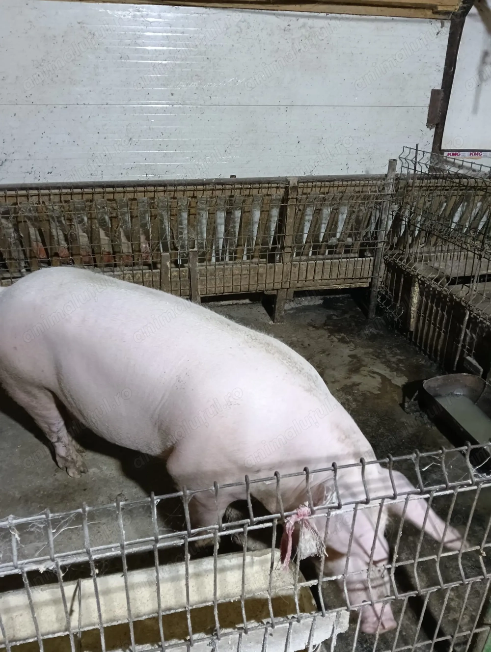 Porci și purcei de vânzare  Porci și purcei de vânzare