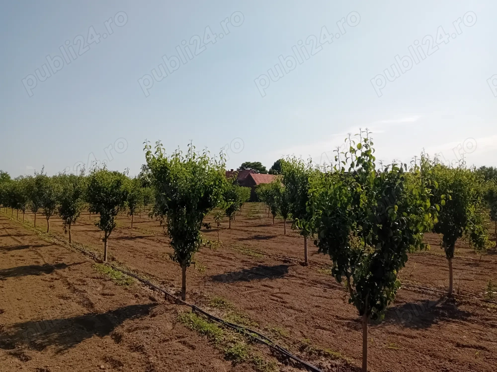 Proprietar vând sau schimb livadă 